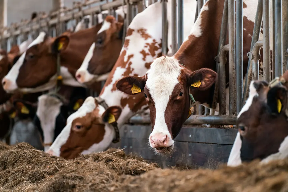 Livestock & assets